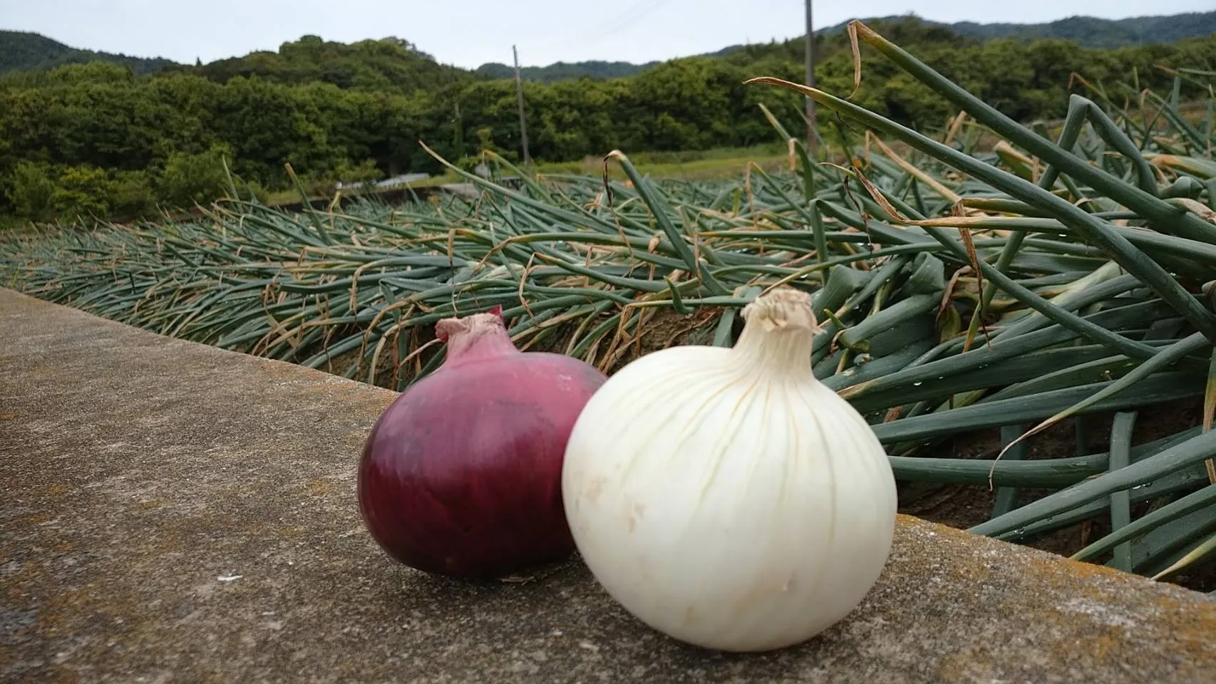 家族も喜んでくれました!