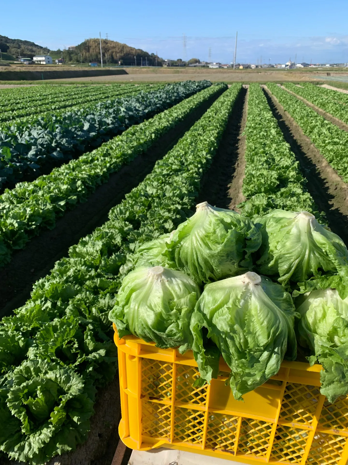 そろそろ葉物野菜の季節