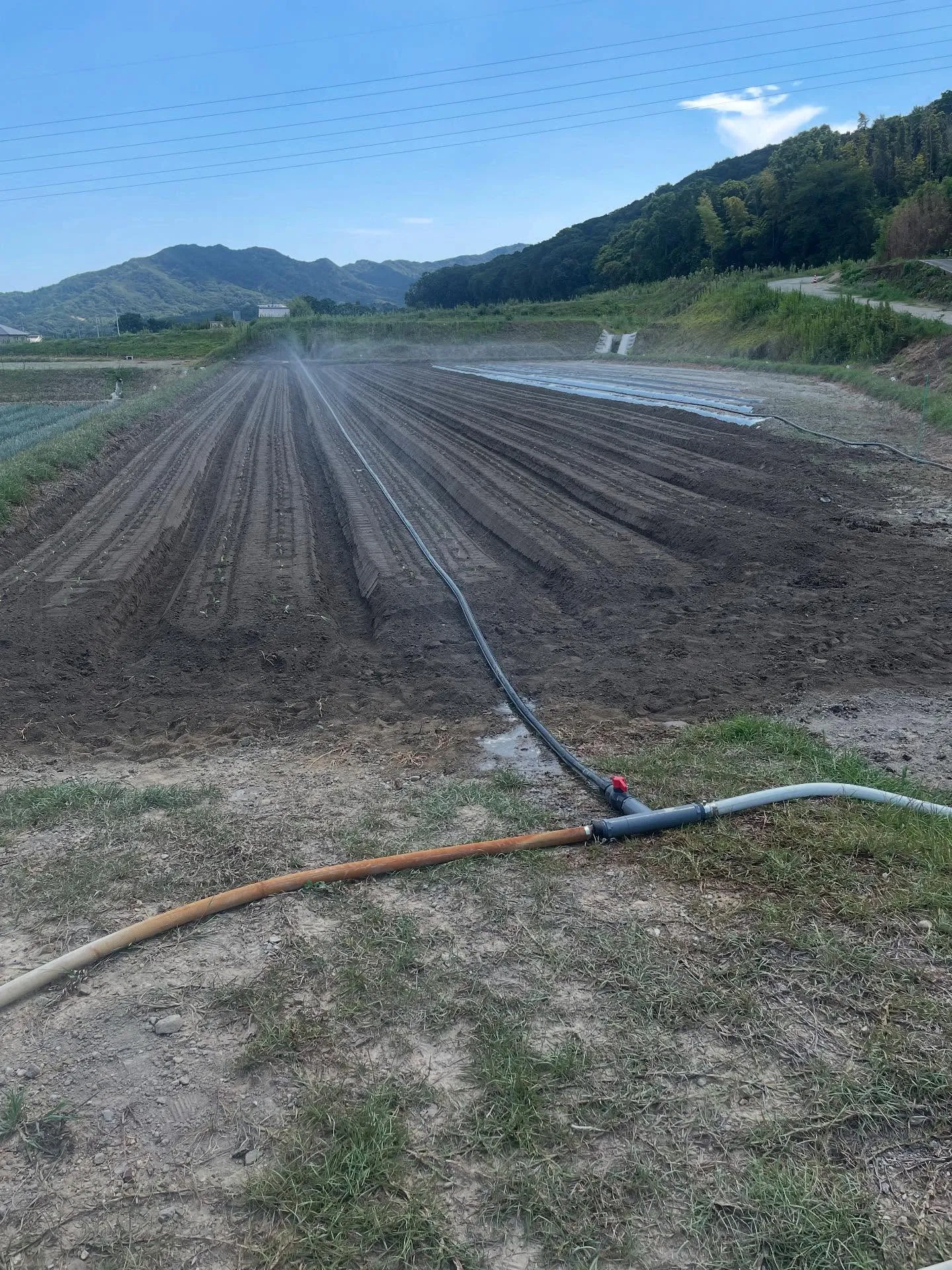 まだまだ暑いけど、🌱が出来てきたので定植